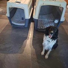 Pet Crate x 2