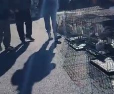 Poultry sale in the Naul, Co N.Dublin