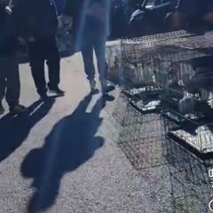 Poultry sale in the Naul, Co N.Dublin