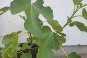 Fig Tree