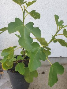 Fig Tree