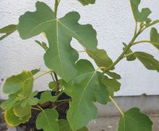 Fig Tree