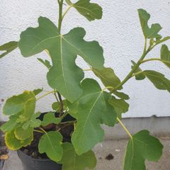 Fig Tree