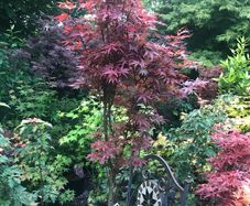 Japanese maples and Native irish Trees & Shrubs