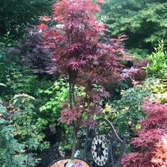 Japanese maples and Native irish Trees & Shrubs