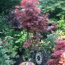 Japanese Acer Image 3