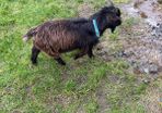 Pygmy Goat