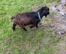 Pygmy Goat