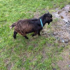 Pygmy Goat