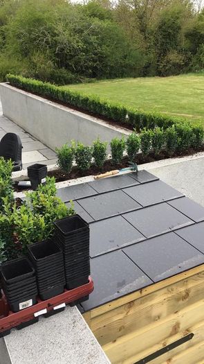 Box Hedging