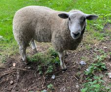 Sheep