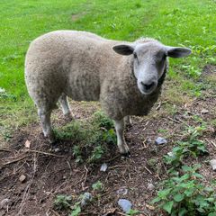 Sheep