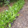 Laurel Hedging One Euro Image 5