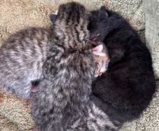 4 kittens looking for a loving home!
