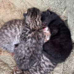 4 kittens looking for a loving home!