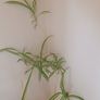 Mature spider plant in whiteceramic pot Image 4