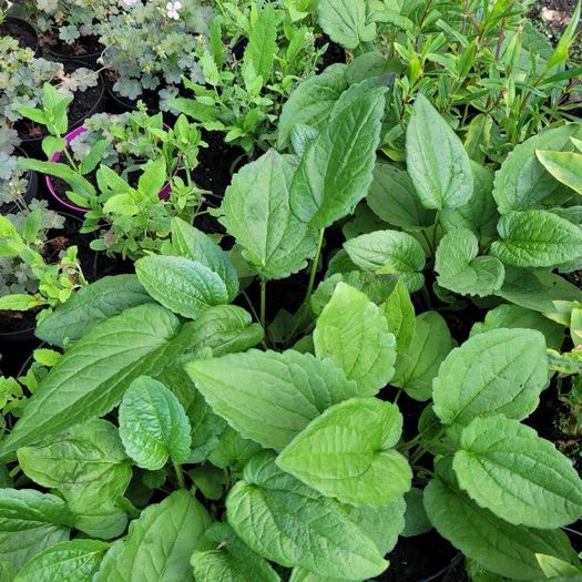 clearence of 50 plants/shrubs