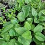 clearance of 100 plants/shrubs Image 7