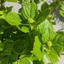 plant Image 4