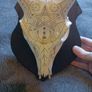 Deer skull Image 4