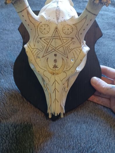 Deer skull