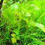 Raspberry plants Image 3