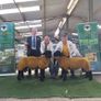 Genuine Suffolk Rams Athenry Sale Image 4