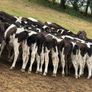 45 Fresian Bull Weanlings For Sale Image 6