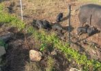 Berkshire piglets