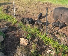 Berkshire piglets