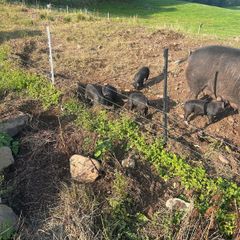 Berkshire piglets