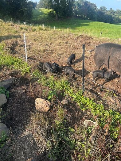 Berkshire piglets