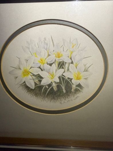Original E.A. McEwen Watercolour - Crocuses - Signed - Belfast Artist