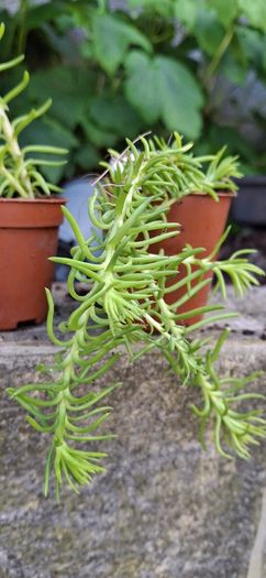 Rock stonecrop
