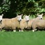 North Country Cheviot Rams Image 4