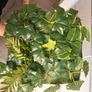 Artificial Plant Image 2