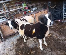 Jacob hogget rams