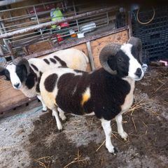 Jacob hogget rams