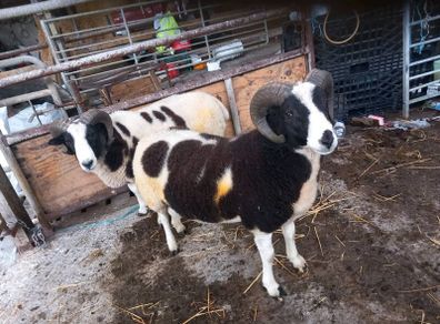 Jacob hogget rams