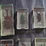 Genuine Collection of 15 Clear Resin Exotic Insects and Arachnids Price is for 1 only Image 2