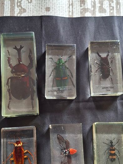 Genuine Collection of 15 Clear Resin Exotic Insects and Arachnids Price is for 1 only
