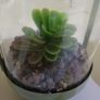Artificial Succulent Image 6