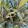 Laurus Nobilis with 35cm head in 10L pot and 120cm in height Image 4