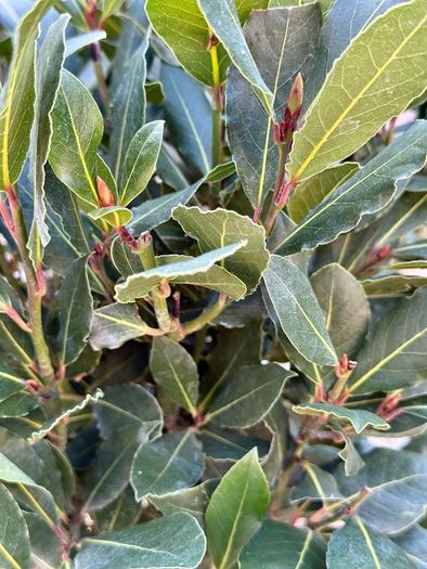 Laurus Nobilis with 35cm head in 10L pot and 120cm in height