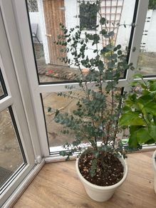 Azura Eucalyptus tree, approx 1.3m high.