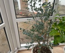 Azura Eucalyptus tree, approx 1.3m high.