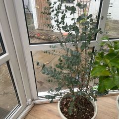 Azura Eucalyptus tree, approx 1.3m high.