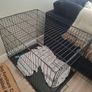 dog cage Image 3