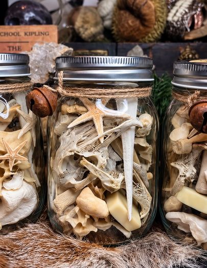 Oddities Bone Jars Curiosity Osteology Display