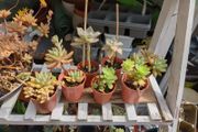 plant succulent